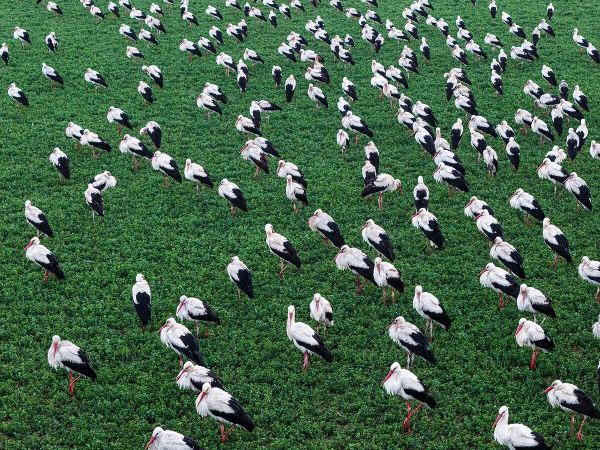 Konya semaları şenlendi! Baharın habercileri bu bölgede görsel şölen sunuyor 6